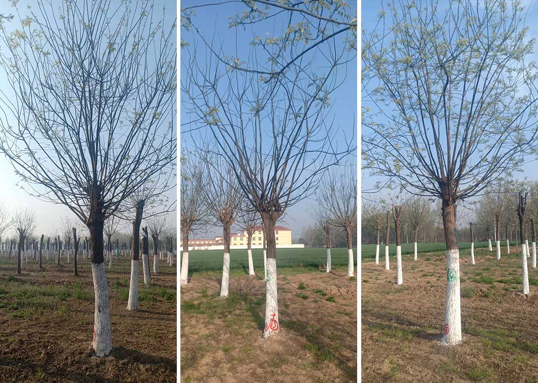 法桐树在绿化工程中的修剪注意事项