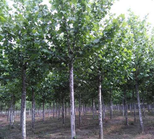 山东法桐苗木树体保护与修补方法